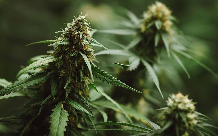 Understanding Cannabis-Based Medicinal Products (CBPMs) UK