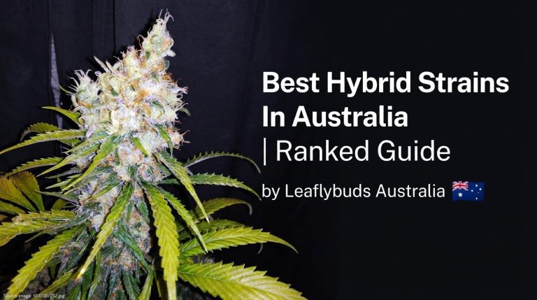 Best Hybrid Strains In Australia | Ranked Guide by Leaflybuds Australia