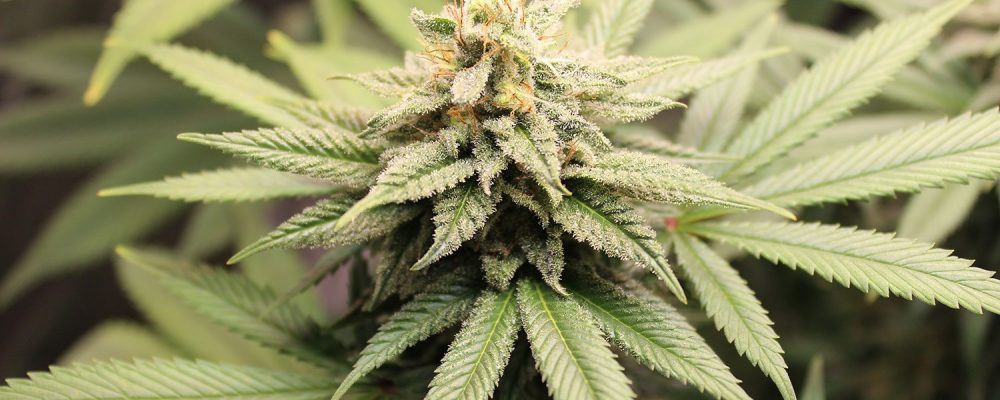 UK Medical Cannabis Guide: Laws, Access, and Patient Journey